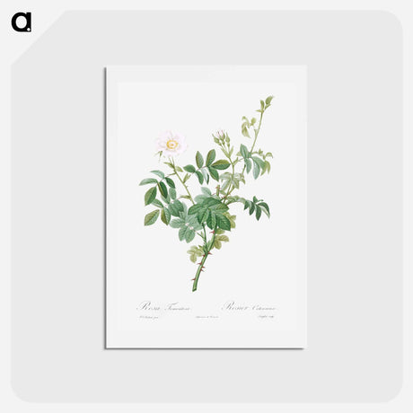 アートポストカード-White Downy Rose - ピエール ジョゼフ ルドゥーテ Postcard.