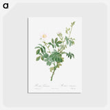 アートポストカード-White Downy Rose - ピエール ジョゼフ ルドゥーテ Postcard.
