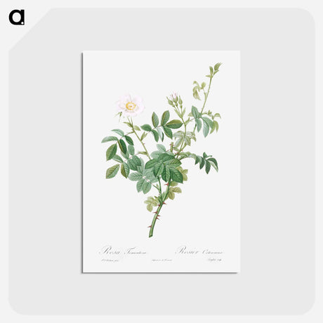 アートポストカード-White Downy Rose - ピエール ジョゼフ ルドゥーテ Postcard.