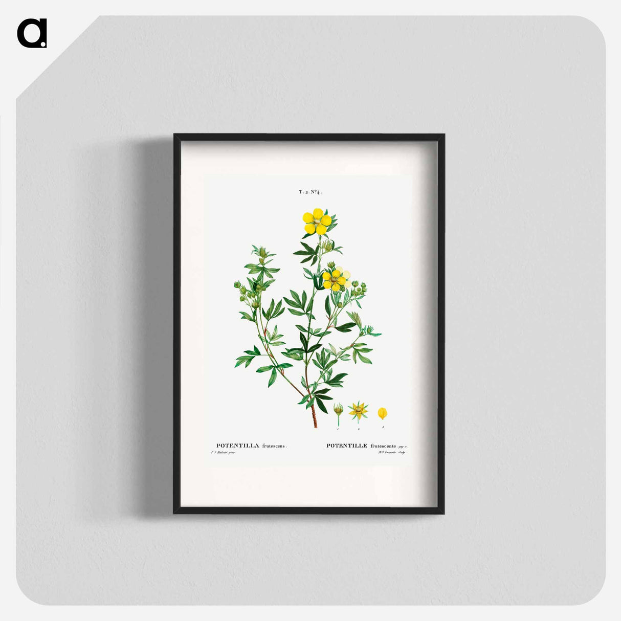 Potentilla frutescens - ピエール ジョゼフ ルドゥーテ Poster.