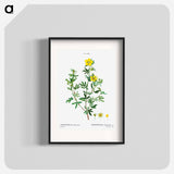 Potentilla frutescens - Pierre Joseph Redouté Poster.