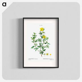 アートポスター-Potentilla frutescens - ピエール ジョゼフ ルドゥーテ Poster.