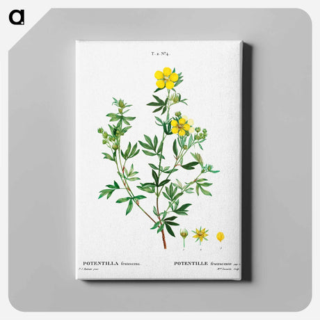アートパネル-Potentilla frutescens - ピエール ジョゼフ ルドゥーテ Canvas.
