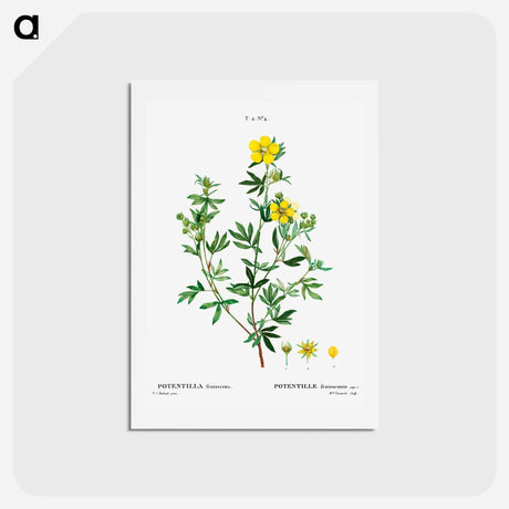 アートポストカード-Potentilla frutescens - ピエール ジョゼフ ルドゥーテ Postcard.