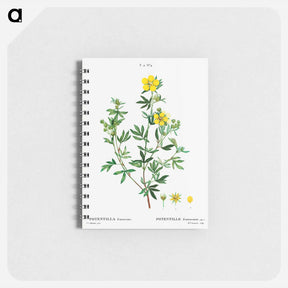アートメモ帳-Potentilla frutescens - ピエール ジョゼフ ルドゥーテ Memo.