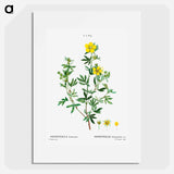 Potentilla frutescens - ピエール ジョゼフ ルドゥーテ Poster.