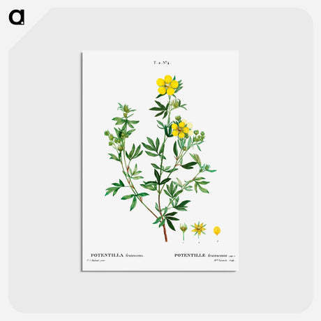 アートポストカード-Potentilla frutescens - ピエール ジョゼフ ルドゥーテ Postcard.