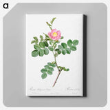 アートパネル-Sweet-Brier Rosebush - ピエール ジョゼフ ルドゥーテ Canvas.