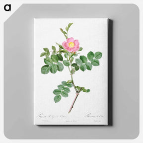 アートパネル-Sweet-Brier Rosebush - ピエール ジョゼフ ルドゥーテ Canvas.
