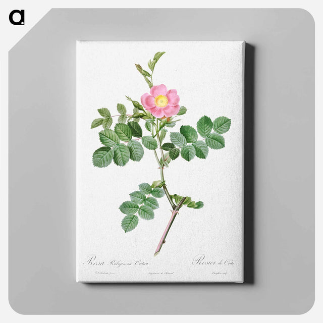 アートパネル-Sweet-Brier Rosebush - ピエール ジョゼフ ルドゥーテ Canvas.