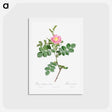 アートポストカード-Sweet-Brier Rosebush - ピエール ジョゼフ ルドゥーテ Postcard.