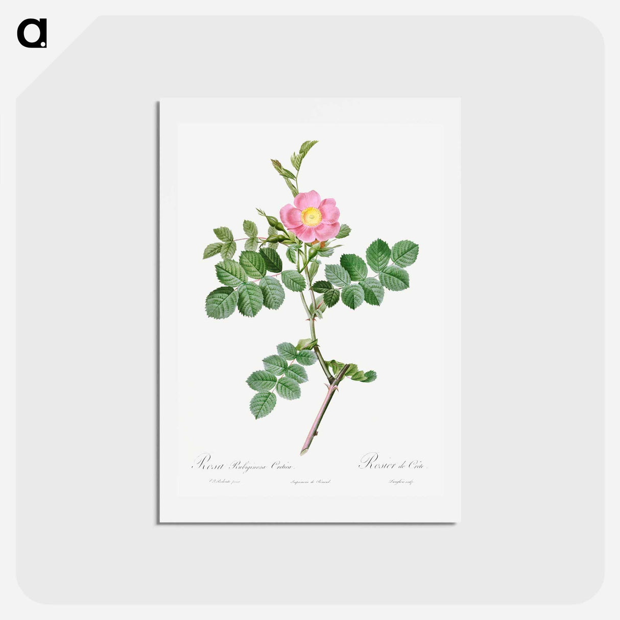 アートポストカード-Sweet-Brier Rosebush - ピエール ジョゼフ ルドゥーテ Postcard.