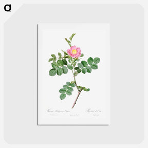 アートポストカード-Sweet-Brier Rosebush - ピエール ジョゼフ ルドゥーテ Postcard.