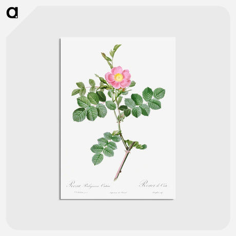 アートポストカード-Sweet-Brier Rosebush - ピエール ジョゼフ ルドゥーテ Postcard.