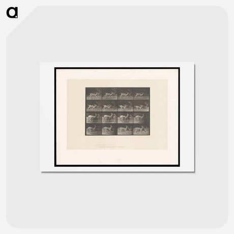 アートポストカード-Running Fallow Deer
 - エドワード マイブリッジ Postcard.