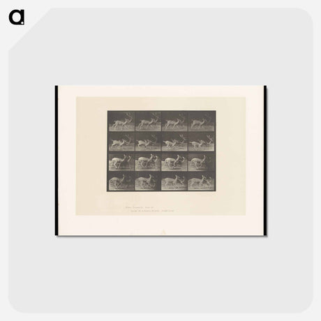 アートポストカード-Running Fallow Deer
 - エドワード マイブリッジ Postcard.