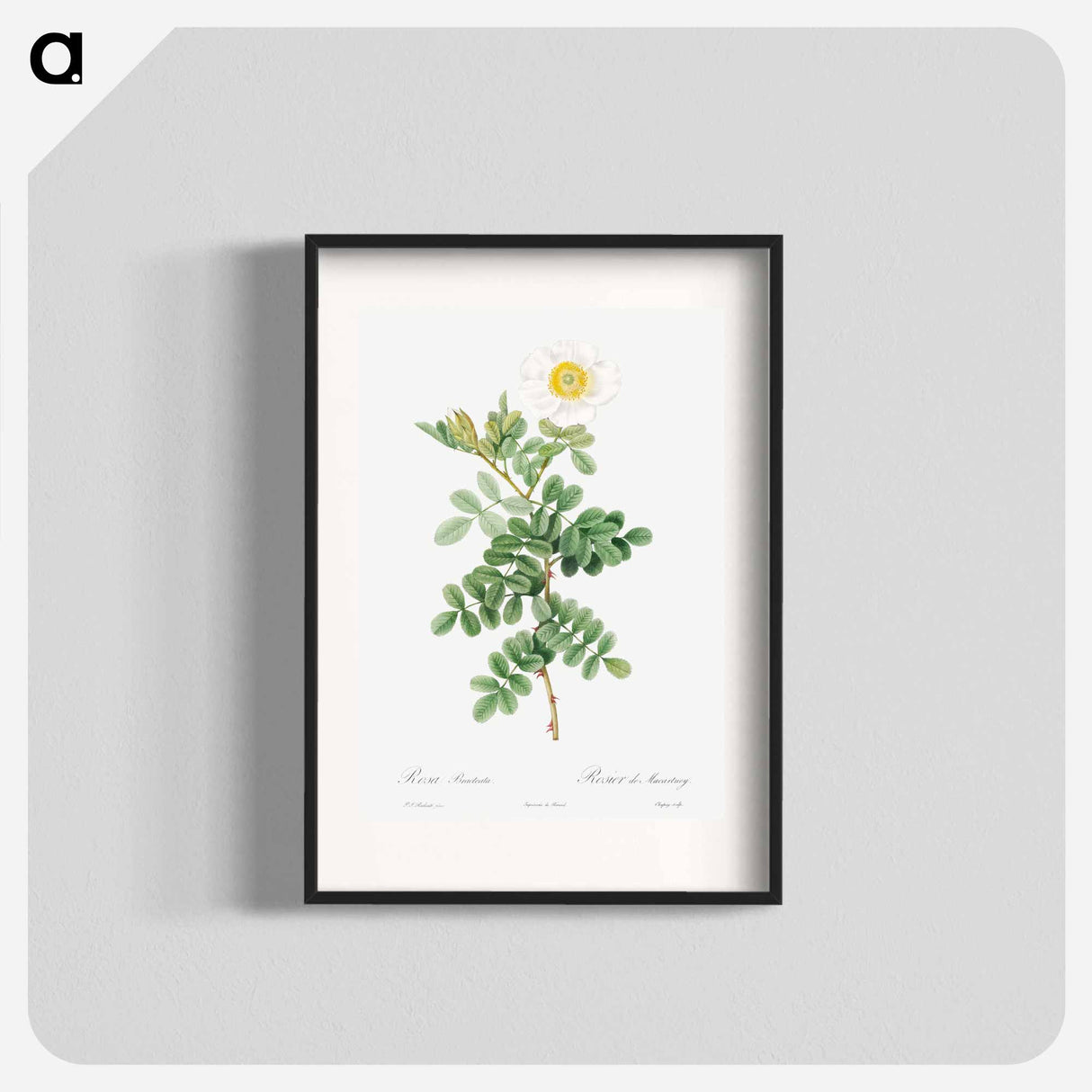 Macartney Rose - Pierre Joseph Redouté Poster.