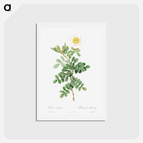 アートポストカード-Macartney Rose - ピエール ジョゼフ ルドゥーテ Postcard.