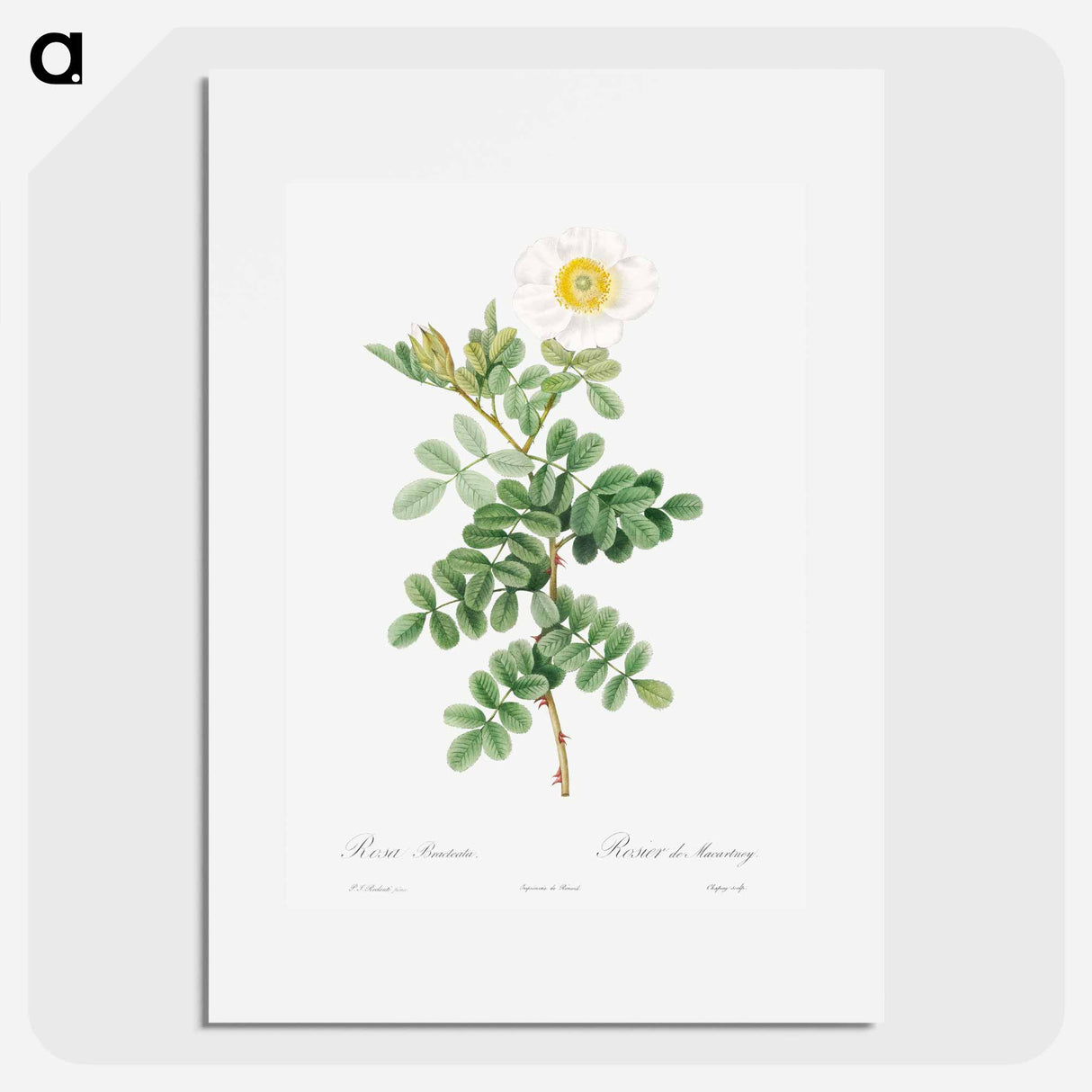 Macartney Rose - Pierre Joseph Redouté Poster.