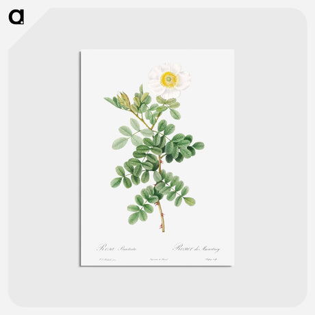 アートポストカード-Macartney Rose - ピエール ジョゼフ ルドゥーテ Postcard.