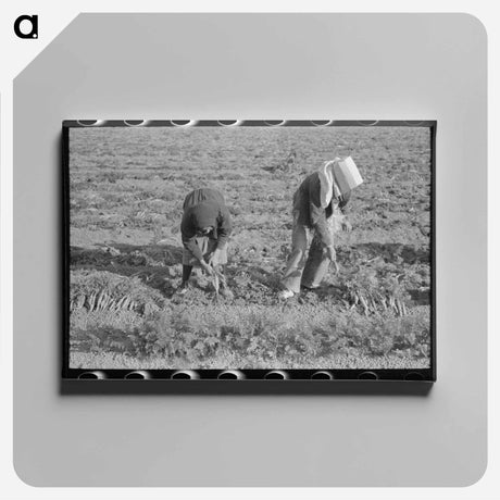 アートパネル-Cabbage Dehydration
 - ラッセル リー Canvas.