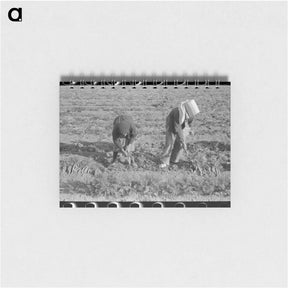 アートメモ帳-Cabbage Dehydration
 - ラッセル リー Memo.