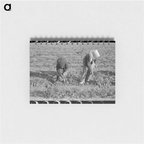 アートメモ帳-Cabbage Dehydration
 - ラッセル リー Memo.