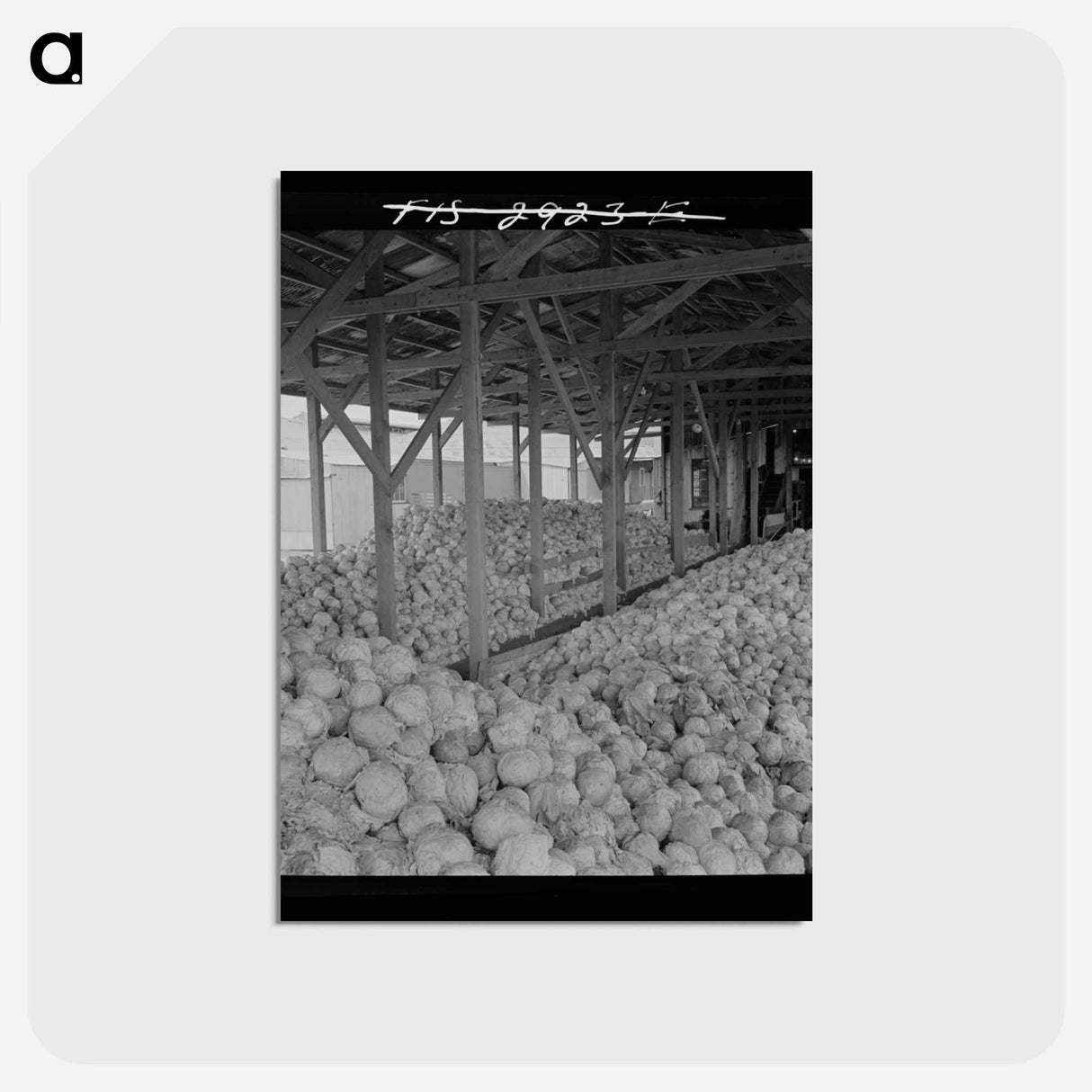 アートポストカード-Cabbage Dehydration
 - ラッセル リー Postcard.
