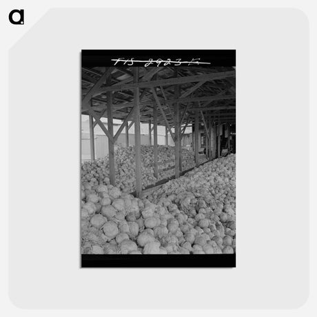 アートポストカード-Cabbage Dehydration
 - ラッセル リー Postcard.