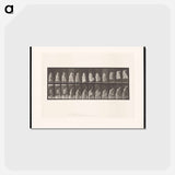 アートポストカード-Woman Ascending
 - エドワード マイブリッジ Postcard.