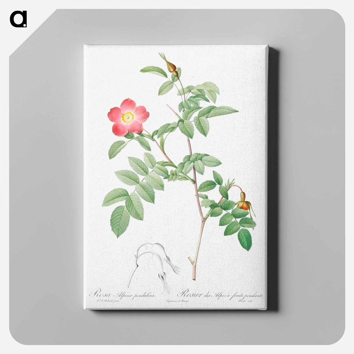 アートパネル-Alpine Rose - ピエール ジョゼフ ルドゥーテ Canvas.