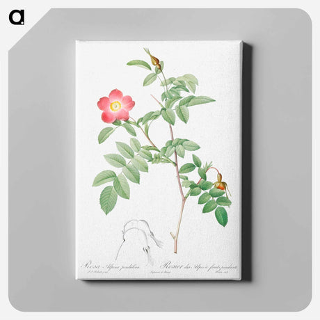 アートパネル-Alpine Rose - ピエール ジョゼフ ルドゥーテ Canvas.