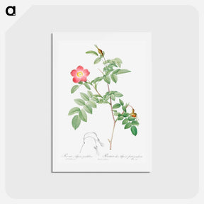 アートポストカード-Alpine Rose - ピエール ジョゼフ ルドゥーテ Postcard.
