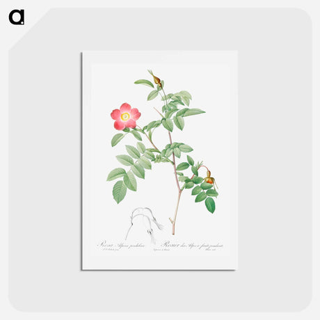 アートポストカード-Alpine Rose - ピエール ジョゼフ ルドゥーテ Postcard.