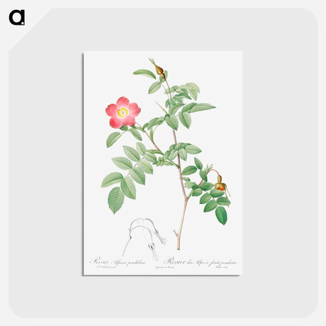 アートポストカード-Alpine Rose - ピエール ジョゼフ ルドゥーテ Postcard.
