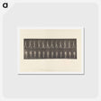 アートポストカード-Naked Woman Walking
 - エドワード マイブリッジ Postcard.