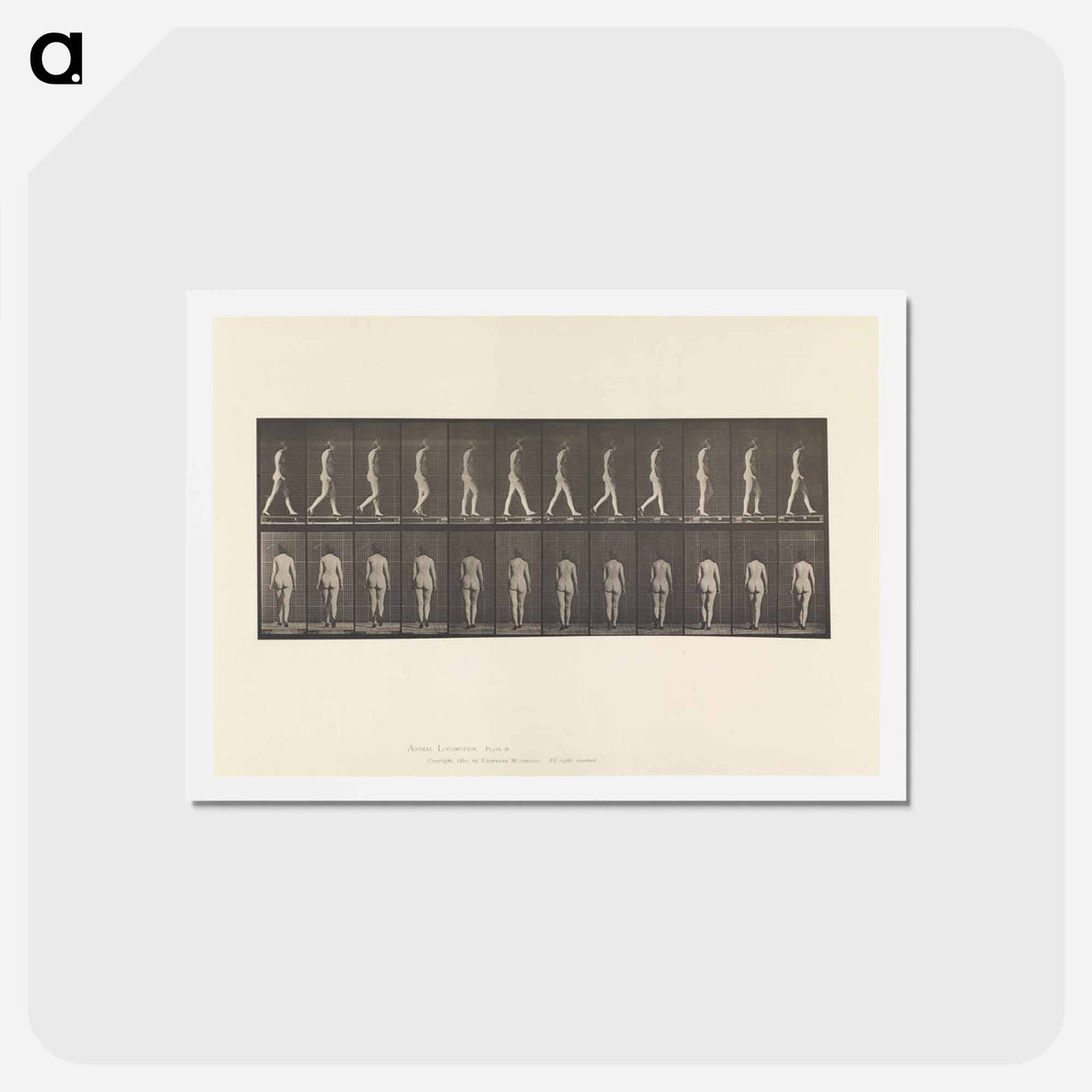 アートポストカード-Naked Woman Walking
 - エドワード マイブリッジ Postcard.