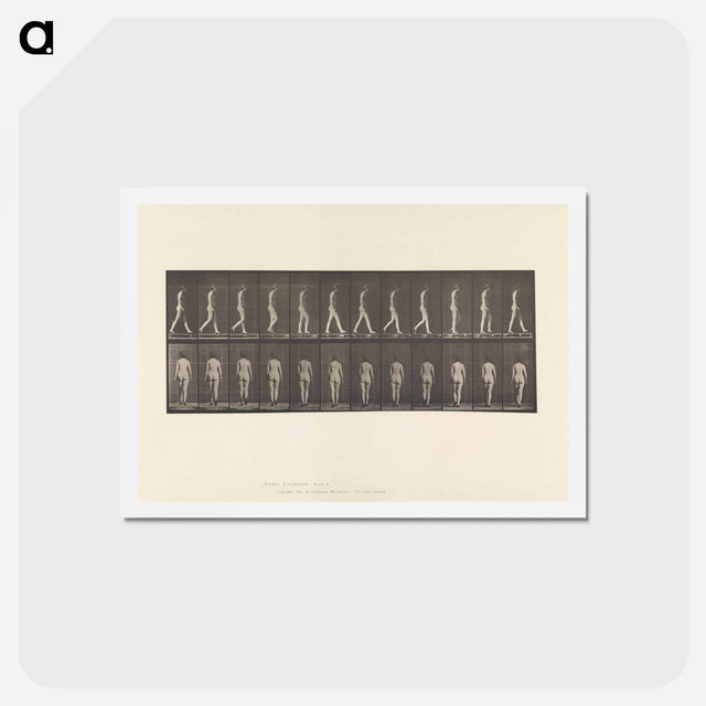アートポストカード-Naked Woman Walking
 - エドワード マイブリッジ Postcard.