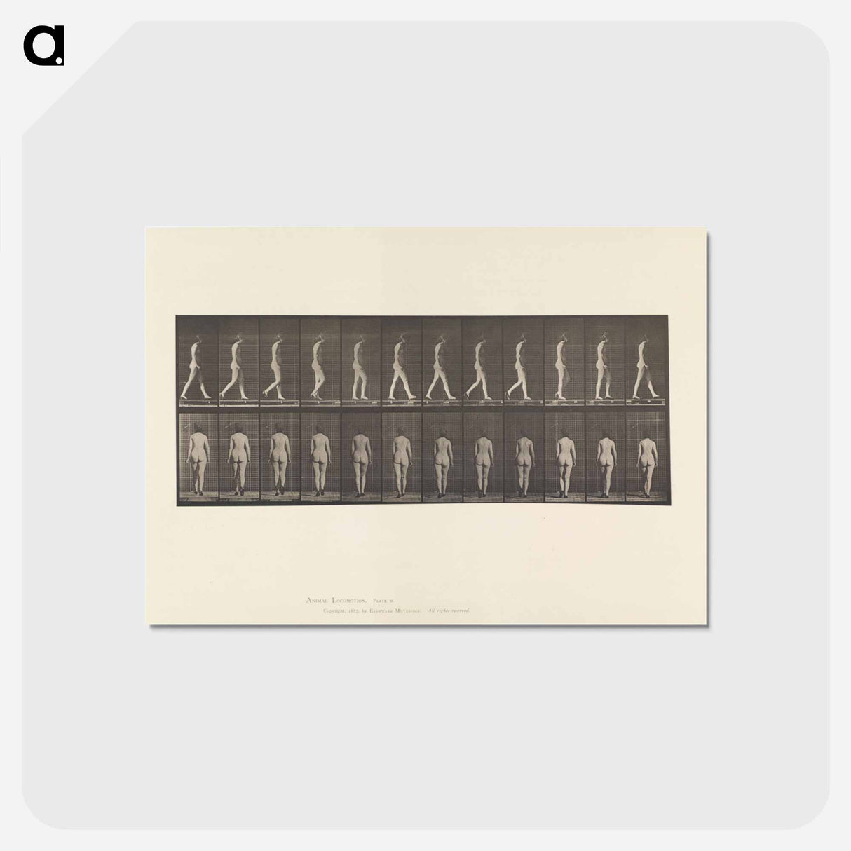 アートポストカード-Naked Woman Walking
 - エドワード マイブリッジ Postcard.
