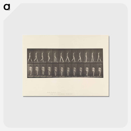 アートポストカード-Naked Woman Walking
 - エドワード マイブリッジ Postcard.