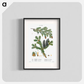 アートポスター-Eastern hemlock, Abies Canadensis and Balsam fir, Abies balsamea - ピエール ジョゼフ ルドゥーテ Poster.