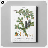 アートパネル-Eastern hemlock, Abies Canadensis and Balsam fir, Abies balsamea - ピエール ジョゼフ ルドゥーテ Canvas.