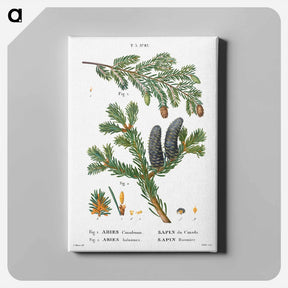 アートパネル-Eastern hemlock, Abies Canadensis and Balsam fir, Abies balsamea - ピエール ジョゼフ ルドゥーテ Canvas.
