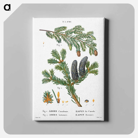 アートパネル-Eastern hemlock, Abies Canadensis and Balsam fir, Abies balsamea - ピエール ジョゼフ ルドゥーテ Canvas.