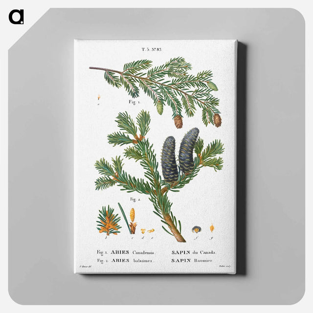 アートパネル-Eastern hemlock, Abies Canadensis and Balsam fir, Abies balsamea - ピエール ジョゼフ ルドゥーテ Canvas.