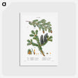 アートポストカード-Eastern hemlock, Abies Canadensis and Balsam fir, Abies balsamea - ピエール ジョゼフ ルドゥーテ Postcard.