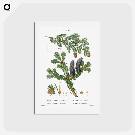 アートポストカード-Eastern hemlock, Abies Canadensis and Balsam fir, Abies balsamea - ピエール ジョゼフ ルドゥーテ Postcard.