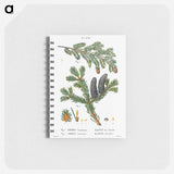 Eastern hemlock, Abies Canadensis and Balsam fir, Abies balsamea - ピエール ジョゼフ ルドゥーテ Memo.