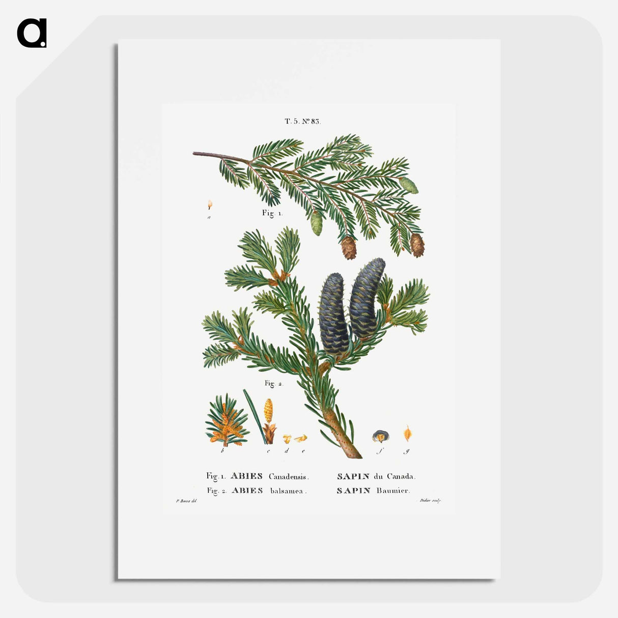 Eastern hemlock, Abies Canadensis and Balsam fir, Abies balsamea - ピエール ジョゼフ ルドゥーテ Poster.