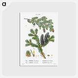 アートポストカード-Eastern hemlock, Abies Canadensis and Balsam fir, Abies balsamea - ピエール ジョゼフ ルドゥーテ Postcard.